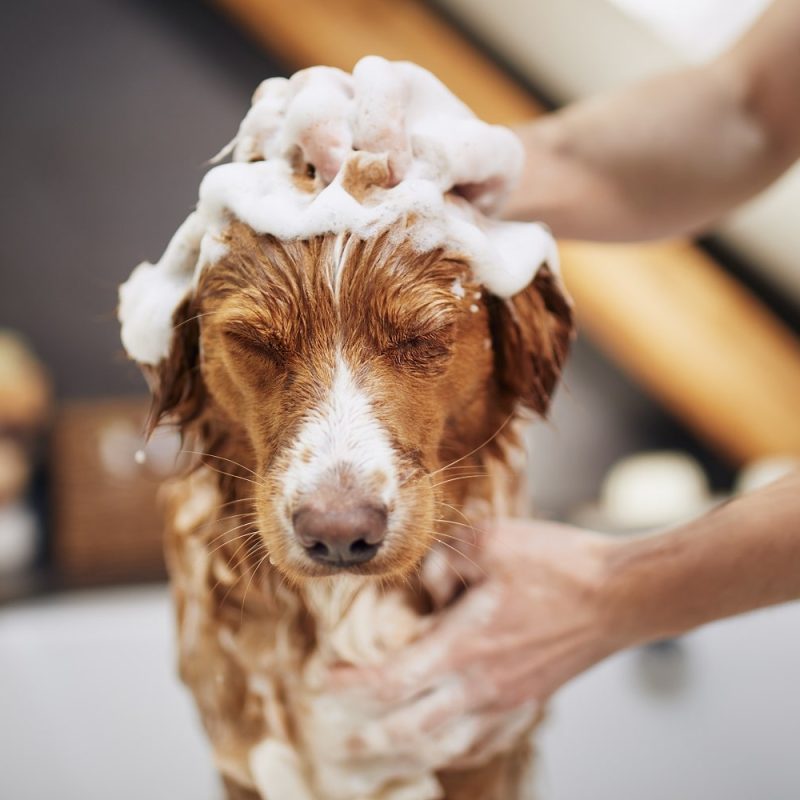 dog-taking-bath-at-home-2022-07-04-23-07-13-utc-min.jpg