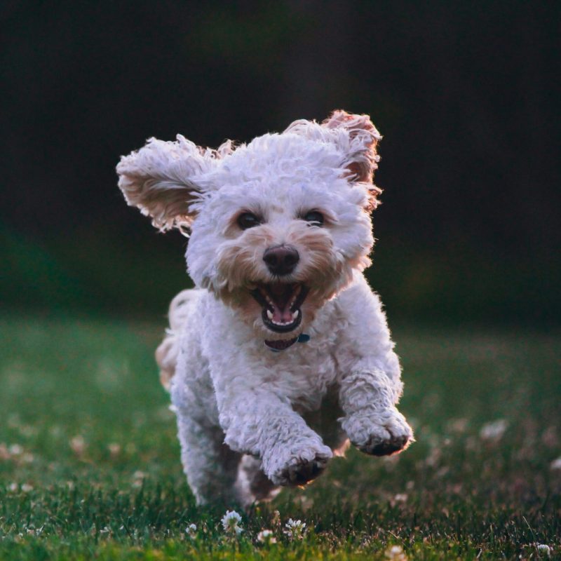 joe-caione-qO-PIF84Vxg-unsplash