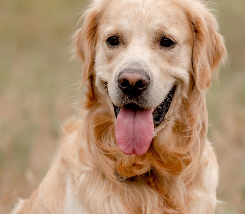 Golden,Retriever,Dog,In,The,Field,Sitting,With,Tonque,Out.