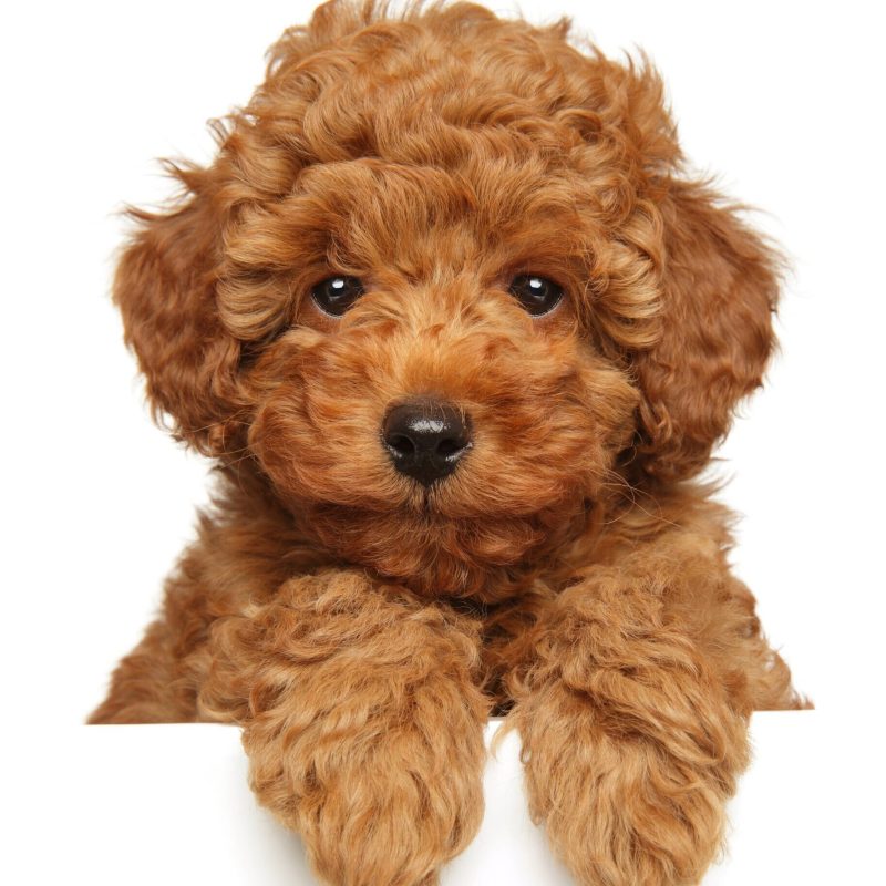 Cute,Poodle,Puppy,Above,Banner,,Isolated,On,White,Background