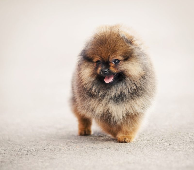 Pomeranian,Spitz,Puppy,Portrait,On,Beige,Background